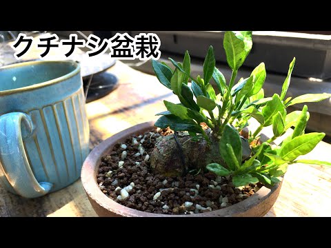 Видео: [Композиция Кучинаси Бонсай] Смертоносно! !! Сбрить листья ножом? Что это будет? ・ Yajimaen @