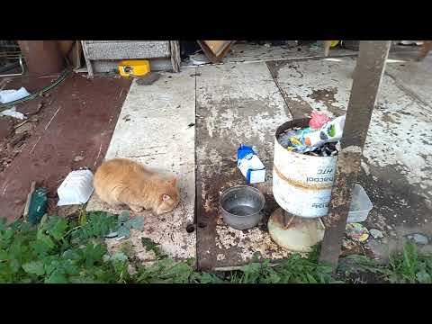 Видео: Голод и кот без задней ноги. Суровые деревенские будни.