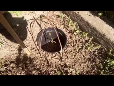 Видео: Первая выломка побегов на только посаженных или молодых кустах винограда