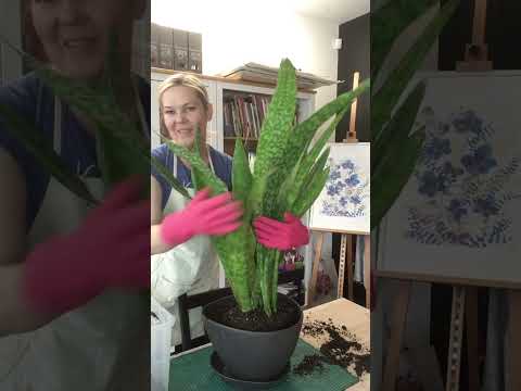 Видео: Моя зеленая пятница / Тема: Сансевиерия
