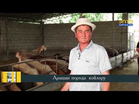 Видео: РЕГИОН// АРАШАН ПОРОДА КОЙЛОРУ