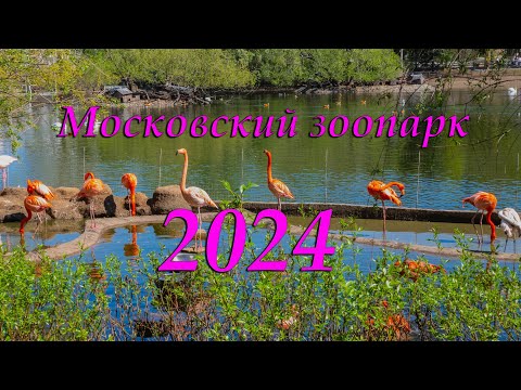 Видео: Московский зоопарк - 2024.