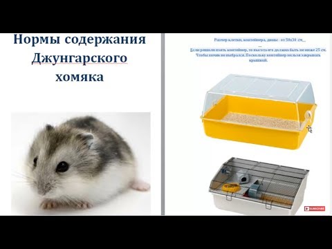 Видео: Нормы содержания Джунгарского хомяка. Размер клетки, колеса, наполнитель и что ещё нужно для хомяка