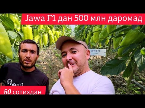 Видео: 50 Cотихга Ява F1 экиб 500 млн лик ҳосил сотган деҳқон (Pepper Jawa F1-Sakata)