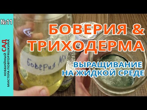 Видео: Выращивание #Триходермы и #Боверии на жидкой среде. Эксперимент в домашних условиях.