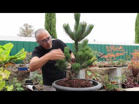 Видео: Превращаем орегонец из сосны чёрной (Pinus Nigra) в будущий бонсай | Старт большого проекта