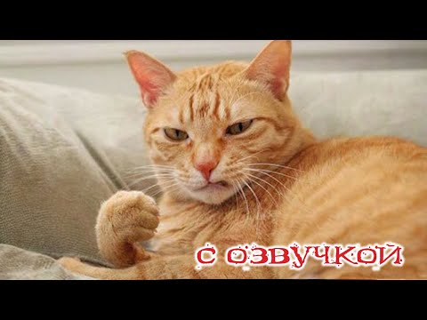 Видео: Приколы с котами! С ОЗВУЧКОЙ! Смешные кошки и собаки - Самые смешные животные! Я РЖАЛ ДО СЛЕЗ!