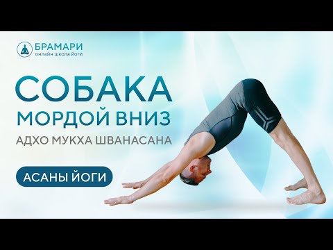 Видео: Поза собаки мордой вниз. Адхо Мукха Шванасана. Техника выполнения и частые ошибки.