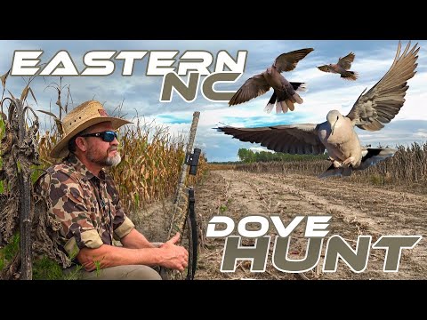 Видео: Выжимаем максимум из голубей! | Каролина ВСЕ НАЧАЛО | Сезон 7/Эпизод 4