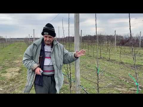 Видео: Обрезка интенсивного яблоневого сада.