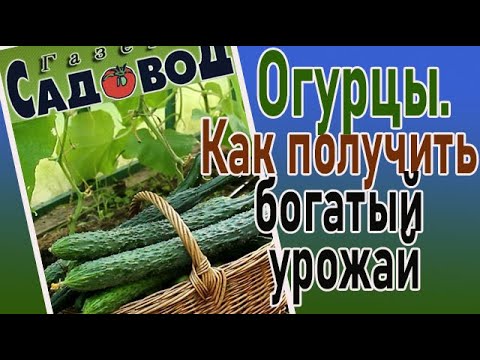 Видео: Огурцы. Как получить богатый урожай