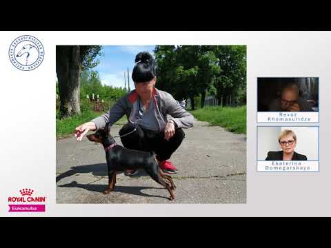 Видео: «Вебинар-практикум с открытыми описаниями для цвергпинчеров» | «Ответственное собаководство онлайн»