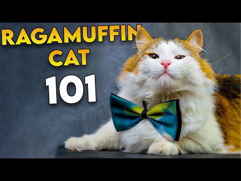 Видео: RAGAMUFFIN CAT 101 — самая недооцененная порода пушистых кошек