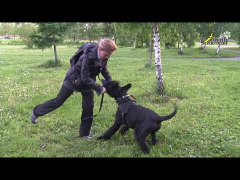 Видео: Работа с возбудимой собакой, борьба на игрушке и массаж, дрессировка ризеншнауцера