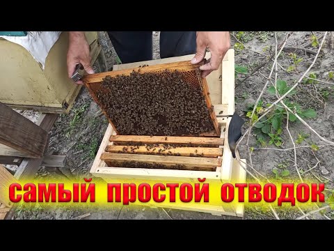 Видео: Как сделать отводок пчел. Самый простой отводок пчел для начинающих пчеловодов