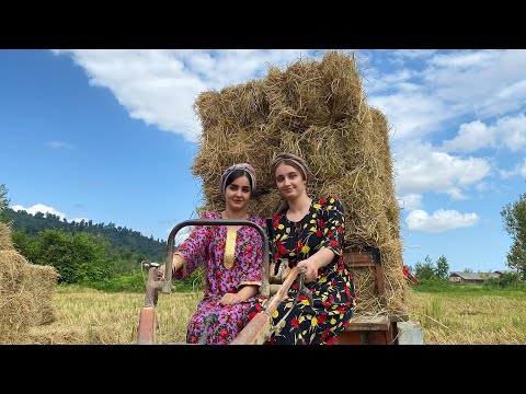 Видео: Деревенская жизнь | Заготовка соломы с прицепом для зимнего корма коров