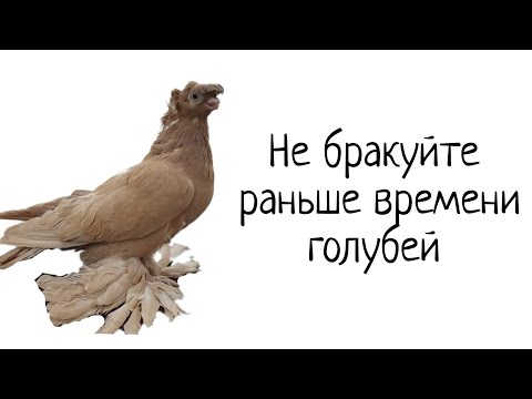 Видео: Игорь из Германии поделился опытом