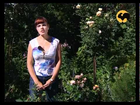 Видео: Розы в Саду. серия 13. Розы Германии