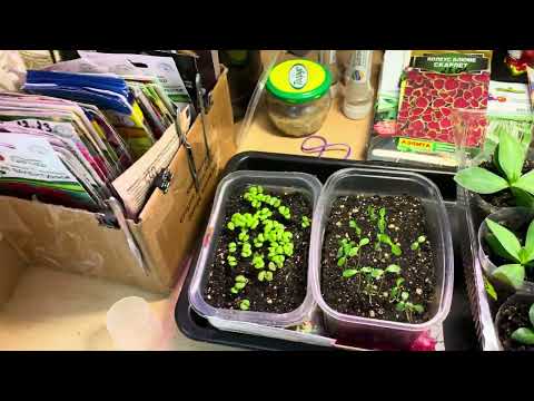 Видео: Обзор моей рассады цветов , посевы в разные числа . 3 февраля 24 год .