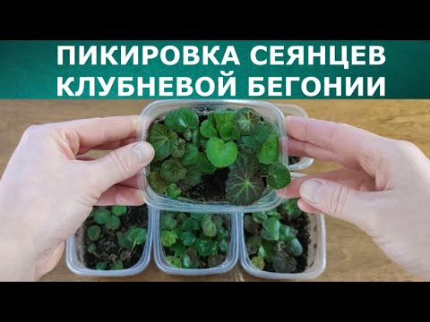 Видео: Пикировка сеянцев клубневой бегонии Нон-стоп, Сан Дансер и Лимитлесс