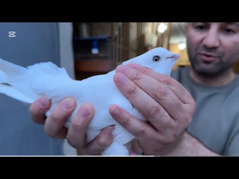 Видео: Отец и его знакомство с аки Бахтиёрам ( Таджикские голуби 🕊️)#алишерсохибов #черноносые