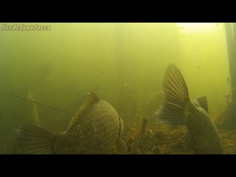 Видео: Что происходит под водой когда не клюёт !