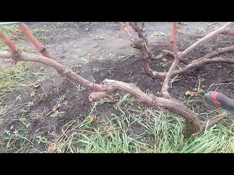 Видео: Початок обрізки винограду 