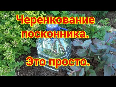 Видео: Черенкование посконника.   Это просто!