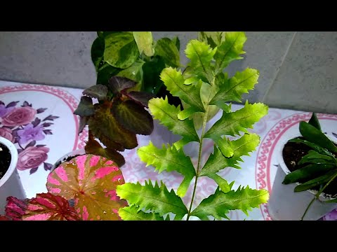 Видео: Мои комнатные растения // #Пересадка_интересных_растений