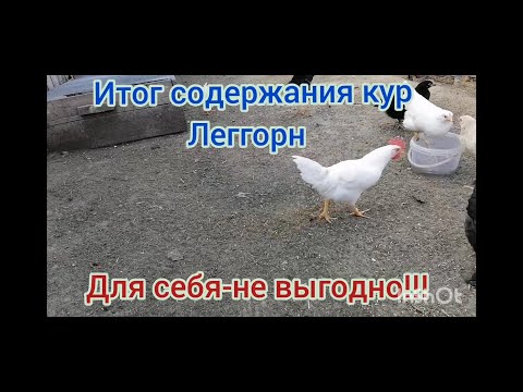 Видео: Выгодно ли держать кур Леггорн???