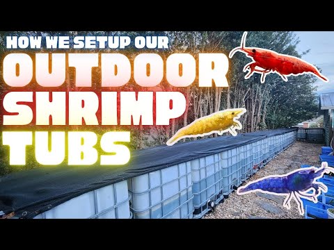 Видео: Как мы обустроили наши креветочные ванны на открытом воздухе!