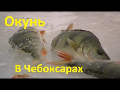 Видео: Диалоги о рыбалке - 198 - Рыбалка в Чебоксарах.