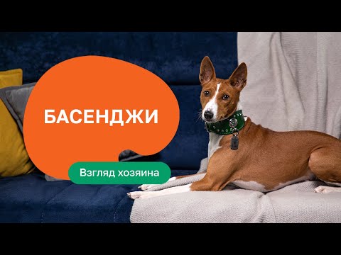 Видео: Басенджи — все о породе, плюсы и минусы — шоу «Ожидание/реальность»