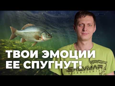 Видео: Как НЕ РАСПУГИВАТЬ РЫБУ на подводной охоте?