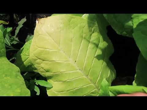 Видео: Сорт табака Собольческий 33