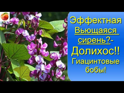 Видео: Эффектная  Вьющаяся сирень Долихос Гиацинтовые бобы, Выращивание и уход!