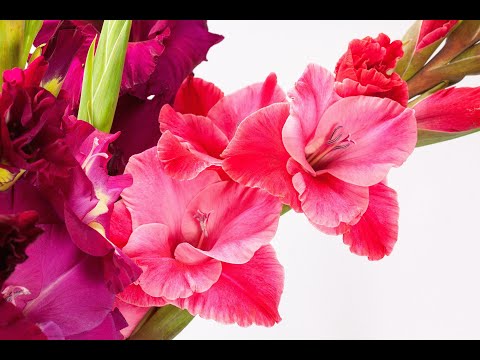 Видео: Гладиолусы — красивые цветы под нежную музыку | Красота природы