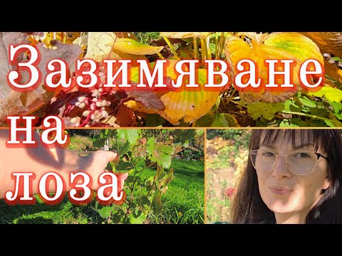 Видео: Зазимяване на лоза