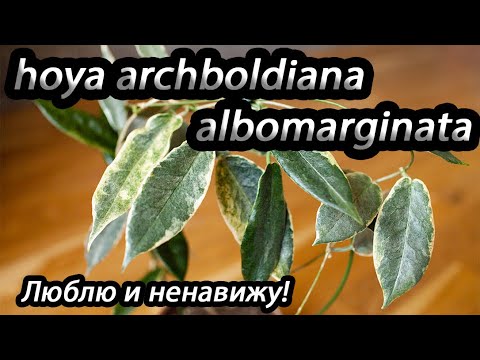 Видео: Hoya archboldiana albomarginata-люблю и ненавежу!