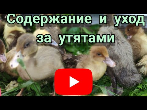 Видео: Содержание и уход за утятами