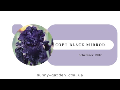 Видео: Сорт BLACK MIRROR, Schreiner' 2017