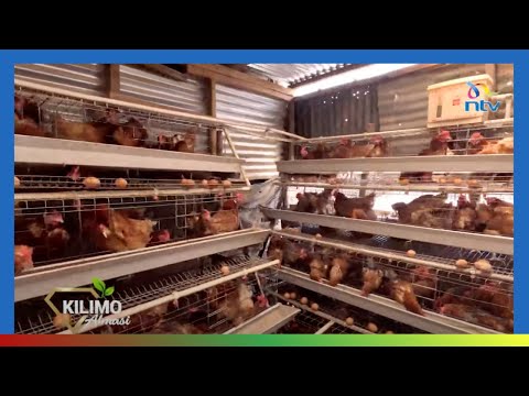 Видео: КИЛИМО АЛМАСИ | Яичное куриное хозяйство