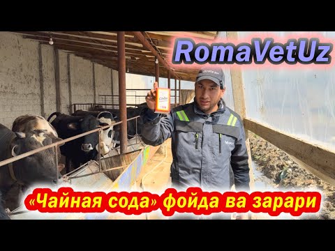 Видео: "Чайная сода" озукавий ва фойдали тарафлари #romavetuz