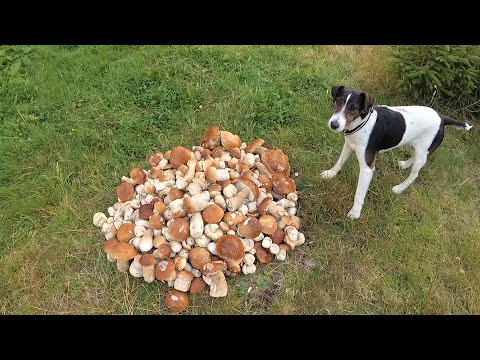 Видео: Плантации белых грибов в зарослях Карпат... Это нужно видеть!!!