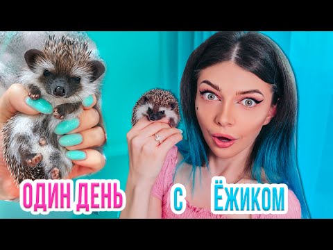 Видео: ПЕРВЫЙ ДЕНЬ С ЕЖИКОМ | ОДИН ДЕНЬ С ЕЖОМ - ОН НА МЕНЯ ФЫРЧИТ
