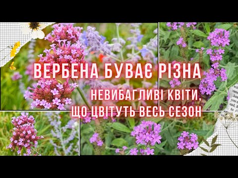 Видео: ВЕРБЕНА ЖОРСТКА ТА ВЕРБЕНА БОНАРСЬКА. Схожість і відмінності, як посіяти та почеренкувати ці квіти