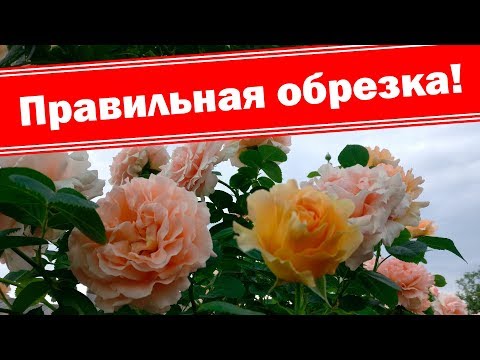 Видео: Правильная обрезка плетистых роз после цветения, бордюрных роз. Летняя подкормка роз