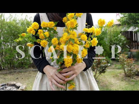 Видео: До свидания Тулипс и Здравствуйте Дахлиас