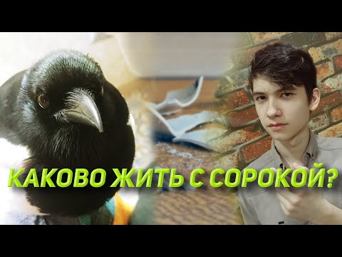 Видео: Плюсы и минусы жизни с сорокой