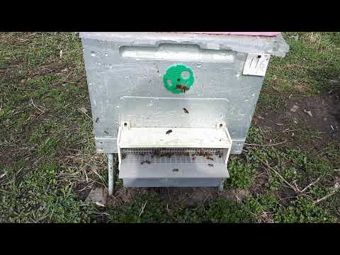 Видео: Первая пыльца 2021г.-процесс пошел!Способ заготовки перги в нижнем корпусе.